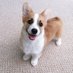 Tofu & Boshi the Corgis (@tofu_corgi) Twitter profile photo Tofu & Boshi the Corgis (@tofu_corgi) Twitter profile photo