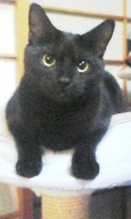 momohihi's profile picture. ここ最近は、家の中でじっとしています。WEBシステム構築得意です。お仕事募集中。趣味は、チルアウト、エレクトロニカ、フランス語、英語、ハトホル、バシャール