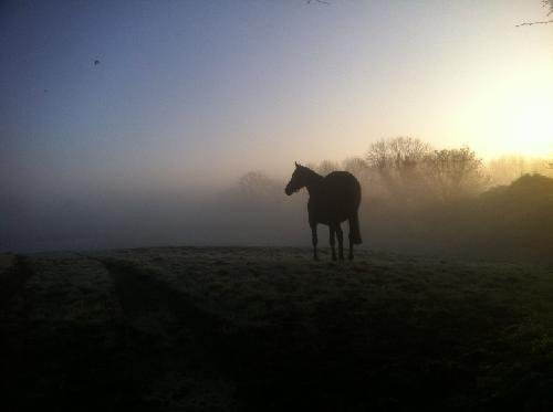 “There is something about the outside of a horse that is good for the inside of a man.” -  Sir Winston Churchill