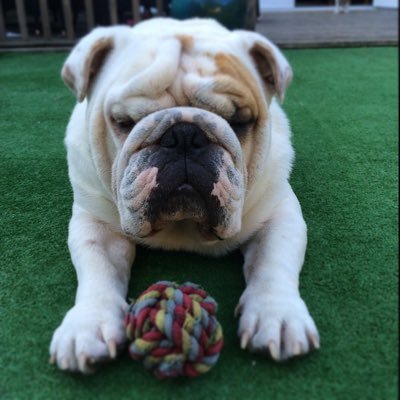 BigDogNelson's profile picture. 