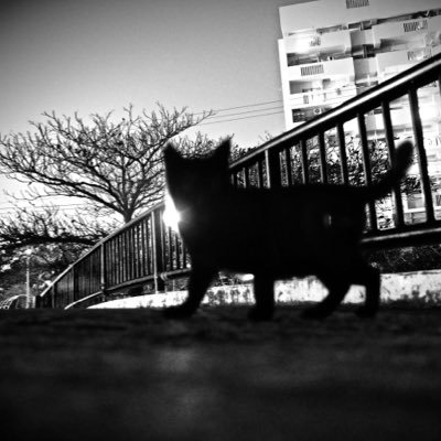 glaucon2011's profile picture. とある病院で勤務している内科医です。AIなど新しもの大好きで激流のような進化の速さになんとか追いつこうと頑張っております。AIインフルエンサーの皆様には感謝です。現場の事で精一杯ですが、より良き社会が実現するよう祈っています。