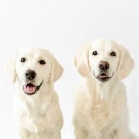 The Golden Two - Golden Retrievers (@thegoldentwo) 's Twitter Profile