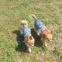 にこまる(ꕤ •͈ᴗ•͈)🐾꒰。•ᴗ•。໊꒱🐾 (@chihuaxrunrun) 's Twitter Profile