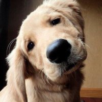 Hayvansever (@hayvanseverrtle) 's Twitter Profile