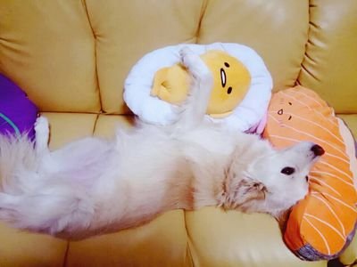船、バイク、アニメ、犬が好きです。
現在、日本丸に乗船中の社会人です。
機関部員をしています。