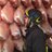 Toscano_Al's profile image