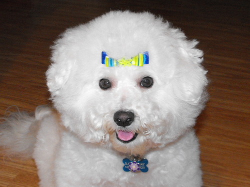bichon frise named raven shay with a serious dog bow wardrobe. her dog accessories put this shay girl on top of the dog fashion world. http://t.co/pQeydUfyZc