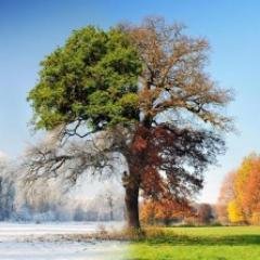 NTreework1's profile picture. 