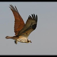حسين  الحسين (@omerr223) 's Twitter Profile