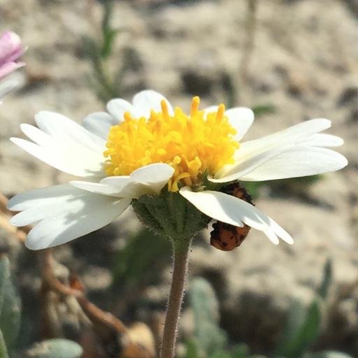 University and Jepson Herbaria at UC Berkeley Profile