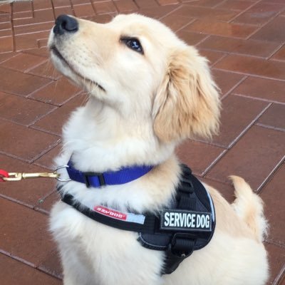 oc_servicedogs's profile picture. OC Service Dogs offers Obedience Training, AKC CGC Evaluating, Service and Therapy Dog Training. We also offer a variety of classes, in-kennel training, etc.