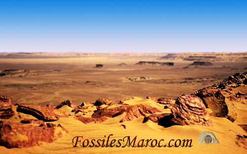 FossilesDuMaroc's profile picture. 