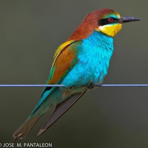 Te mostramos los mejores lugares de #Extremadura #natural #rural e #histórica. #Villuercas #Cáceres #Badajoz #Turismo #familiar #grupos #birding #slowtravel