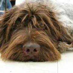 domaindictate's profile picture. #NotaBot - #MAGA #2A #VoterID #MediaBias #BuildTheWall #SupportIsrael #DenySocialism #MilitaryMatters #BlueLivesMatter  SAR - Battle of Guilford Courthouse