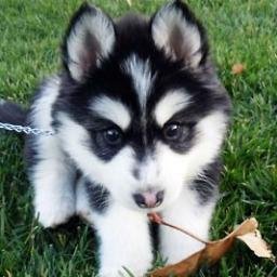 dailypuppics's profile picture. Posting daily photos of pups! Submit photos in DM.