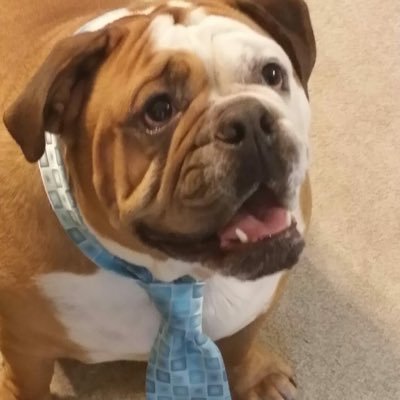 llewopnitsud's profile picture. 