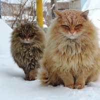 Fire (@ifiery) 's Twitter Profile Photo