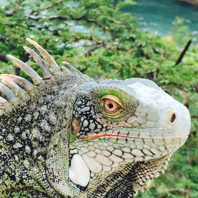 megadonkeys's profile picture. dad owner of multi vitro bv tissue culture laboratory metal detectorist growing mushrooms multiplication of orchids carnivorous plants and Pilea