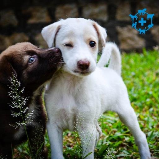Blue Cross of Hyd is an animal welfare org. founded in 1992 by Nag & Amala Akkineni. We have helped 500,000+ sick, injured or abused animals and birds to date.