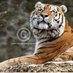 Wildlife Ref Photos (@referencephotos) Twitter profile photo Wildlife Ref Photos (@referencephotos) Twitter profile photo
