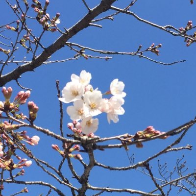haruaka2's profile picture. 緩和ケア、内科、外科、救急、ICUと渡り歩く21年目の看護師です。ツイートは少なめですがよろしくおねがいします🤲