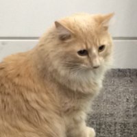 Graham the Cat (@graham_the_cat) 's Twitter Profile