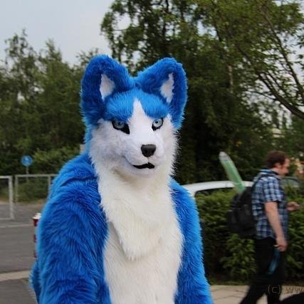 Blue doggo from Germany that definitely won’t invite you to a breezn and a weißwurscht :P