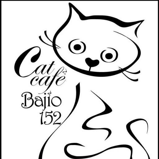 Café, libros, arte y gatos.