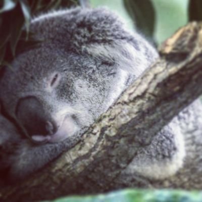 Koalas are my best friend❤❤
when life gives you lemons, sue them because you ordered pizza