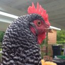 Alison Hoffman - @mychickinn - Twitter