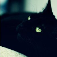 ЯIӨƬ (@pyroriot) 's Twitter Profile