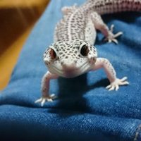 『ぽにぷに』汐咲ヒロキ (@hiroki_shiozaki) 's Twitter Profile