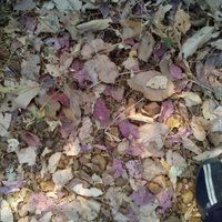 Sachin Sata (@sachinsata) 's Twitter Profile