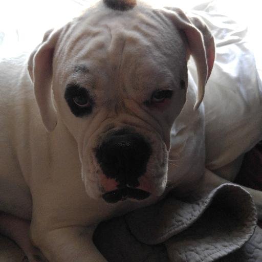 I am mother of 2 beautiful human beings, a white boxer - Mamaw of 4 - married to my best friend.