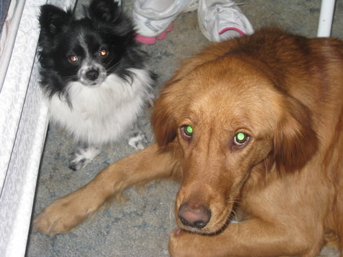 dogietreats's profile picture. 