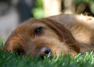 DogHenry's profile picture. Life is wonderful!