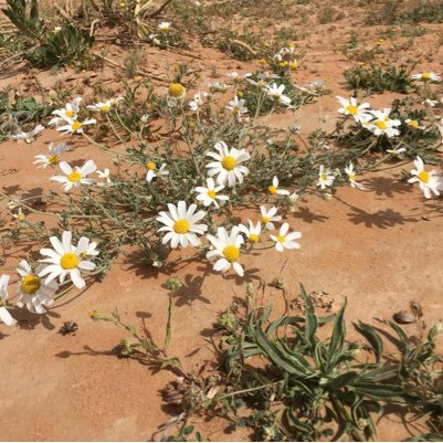 gibreen's profile picture. الله اكبر