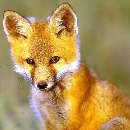walkthroughfox's profile picture. Walkthrough Fox is your guide to kids' games. We have walkthroughs, cheats and codes,...