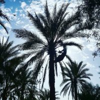 Amad (@amadkuwaitjoker) Twitter profile photo