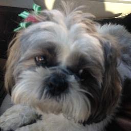 I am a lively 4 year old Shih Tzu. I love my human family, chasing balls, playing with toys, and eating treats! Seeing twitter animal accounts makes me happy!