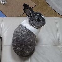 usappe (@yahemugura) 's Twitter Profile