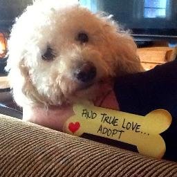 My name is Toby and I'm a rescued poodle. Candlewick Press are publishing my book Sept 13 2016. https://t.co/mlU23O0Xi2