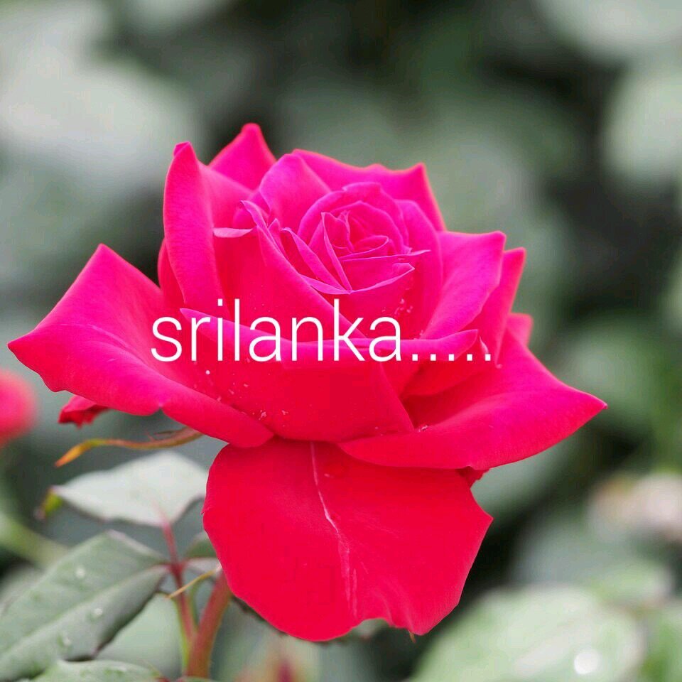 Pannawimal172's profile picture. 