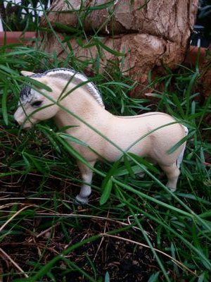 schleich_pferd's profile picture. 