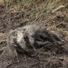 Bowland Wildlife Protection Group - an ongoing survey of persecution of wildlife and domesticated animals by shooting estates in the Bowland area of Lancashire.