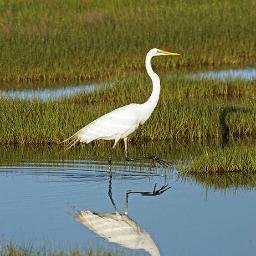 Dedicated to preserving the health of the Edgartown Great Pond through science, collaboration, and education.