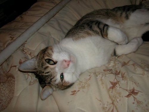 CeilingKat's profile picture. Thou ken haz no udder gods before ceilingKat foller me now en I wull show u teh way. yUo can haz cheezburger. foller me kittehs