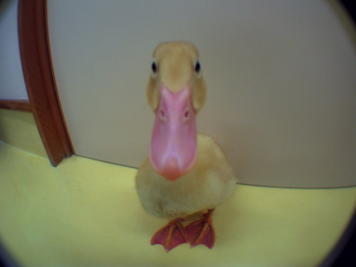 karponpon's profile picture. 自然をこよなく愛し、自然の中で暮らすものです。