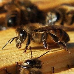 RockingDFarms's profile picture. 