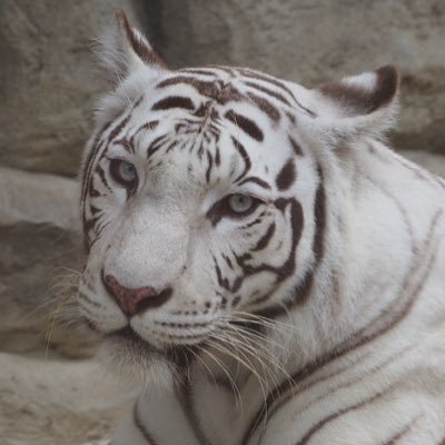 大型ネコ科中心に動物園訪問し観察・記録写真を撮っています。虎耳状斑、太い前足、ぷに肉球偏愛中。動物園が博物館と同等の大人の趣味教養になる様、野生動物や動物園施設の研究、講演会情報なども発信。公式、個人問わず各地の動物園、野生動物保護、動物福祉、動物アート等情報発信者中心にフォロー。許可無く画像使用厳禁。